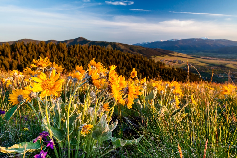 Balsam flowers and other great wildflowers on Missoula hikes this summer